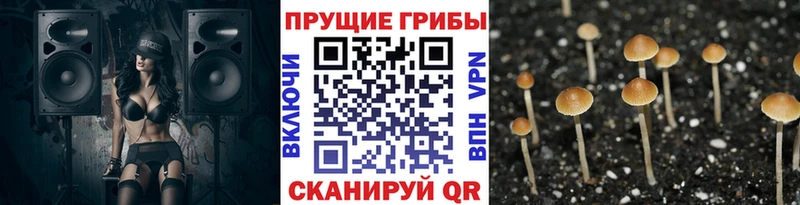 Псилоцибиновые грибы Cubensis  Купить  Инсар 